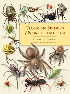 cover image of Common Spiders of North America